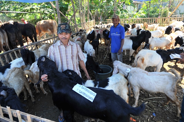 Lindungi Warga, Wali Kota Risma Keluarkan SE Pedoman Pelaksanaan Idul Adha