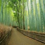 Hutan Bambu Keputih Surabaya.