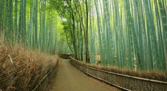 Hutan Bambu Keputih Surabaya.