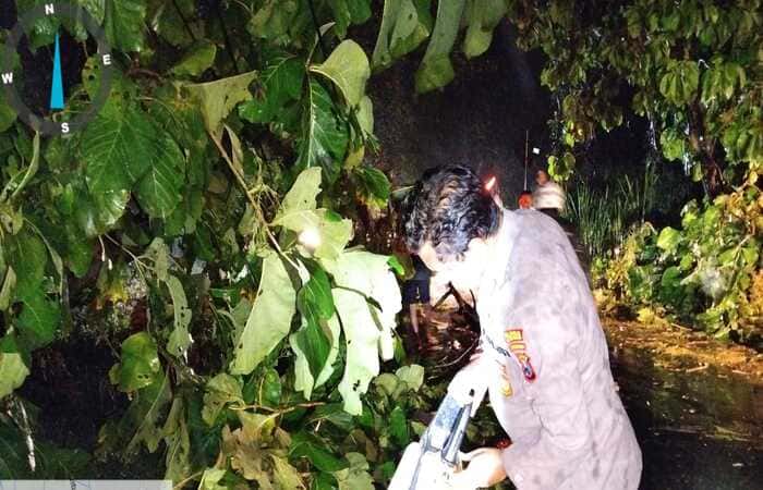 Gotong Royong Warga dan Polsek Mantup Atasi Pohon Tumbang di Jalan Lamongan-Mojokerto