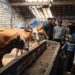 Proses penyerahan bantuan sembilan sapi cross betina kepada Kelompok Ternak SNR Farm.