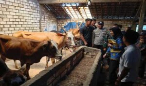 Proses penyerahan bantuan sembilan sapi cross betina kepada Kelompok Ternak SNR Farm.