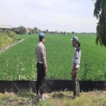 Polsek Tikung Kawal Ketahanan Pangan Patroli Polsek Tikung di persawahan Desa Bakalanpule Lamongan dalam pengawasan Program Pekarangan Pangan Bergizi