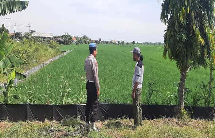 Patroli Polsek Tikung di persawahan Desa Bakalanpule Lamongan dalam pengawasan Program Pekarangan Pangan Bergizi