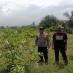 Pekarangan Bergizi Dipantau Polsek Tikung Petugas Polsek Tikung memantau pekarangan pangan bergizi milik warga Desa Botoputih, Kecamatan Tikung